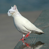 miniature Chat-pigeon