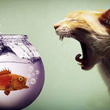 miniature Chat vs poisson rouge