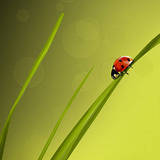 miniature Peindre une coccinelle sur un brin d'herbe