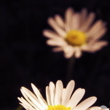 miniature Courbe de transfert de dégradé – Photoshop Elements 9