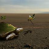 miniature Photomontage “Tortue terrestre”