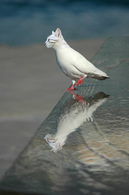 Chat-pigeon