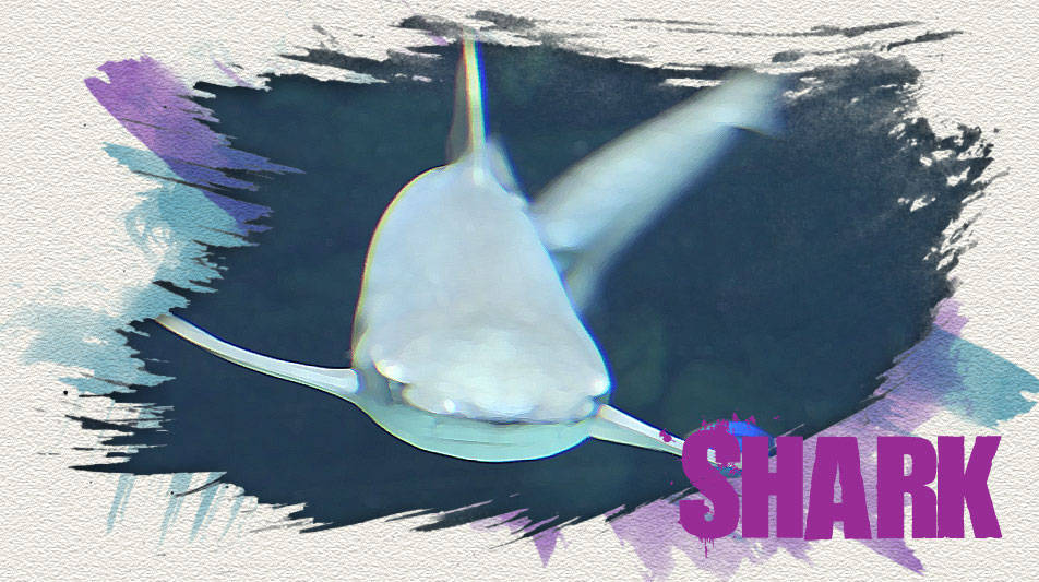 Créer une animation de requin avec Photoshop