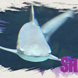miniature Créer une animation de requin avec Photoshop