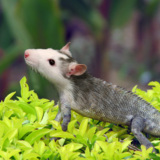 miniature Animal hybride (chimère)